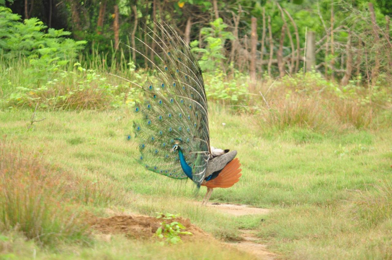 Ranakeliya Lodge - Yala Exteriér fotografie